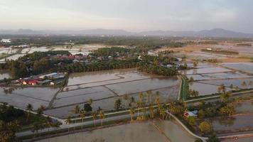 bela cor do sol da noite no campo de arroz de temporada de água video