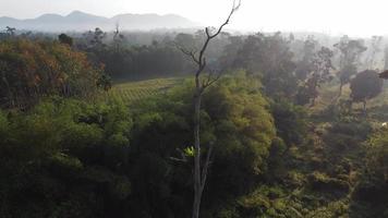 mirada ascendente aérea hacia abajo de un tronco de árbol desnudo video