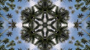 árbol de coco óptico de la ilusión del caleidoscopio en el cielo azul video