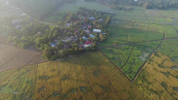 Aerial view green paddy field video