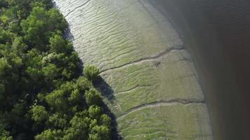 top-down shot van modderig land naast mangroveboom video
