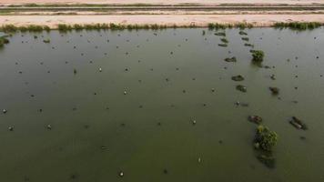 Mangrove trees is cut down for construction site video