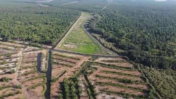 Aerial view young oil palm plantation farm video
