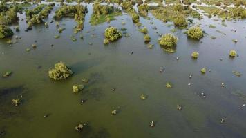 Pantanal de vista aérea na Malásia video