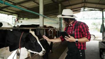 Agriculture. smart farming technology. Senior man farmer milkman with a digital tablet examines the amount of milk yielded by a spotted cow lifestyle. farmer works next to a cow at a dairy farm video