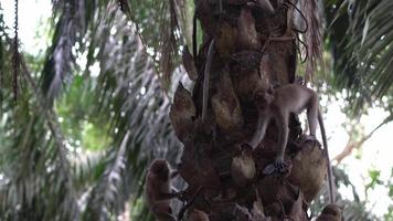 macaco escalar a palmeira de óleo