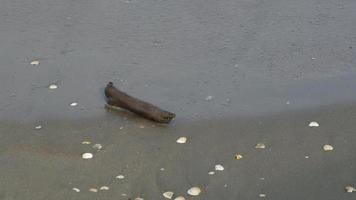 A wooden block is hit by wave. video