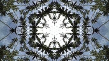 Kaleidoscope coconut palm tree in motion abstract background video