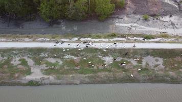 Aerial view goats walking in a group video