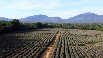 Aerial view pineapple farm in day
