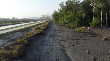 Fly over mangrove swamp muddy video