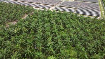 Aerial view solar panel and oil palm tree video