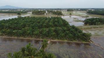 Aerial fly over oil palm plantation video
