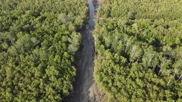 Mangrove tree forest is cut down video