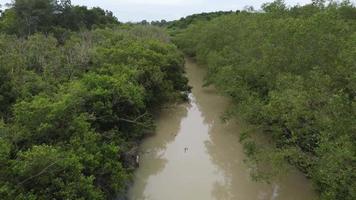 Aerial fly over mangrove tree forest grow at river