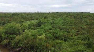 Aerial view green bush wetland