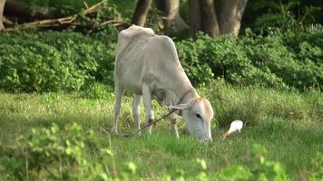 um gado está pastando grama