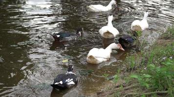 Group of dark and white duck swim video