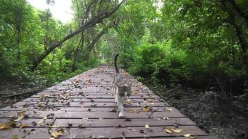 A cat walk at wooden block video