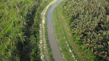 ferme aérienne de noix de coco et de nypa video