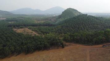 sobrevoe a terra desmatada terra limpa de plantação de óleo de palma video