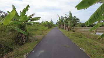 Move at the road grow with banana, sugar cane tree video