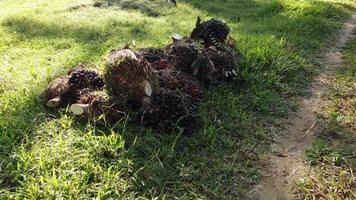 Bunch of harvested oil palm fruit at floor