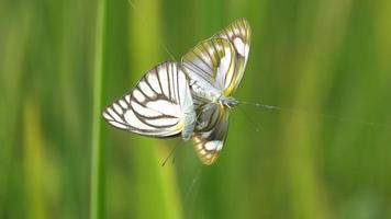 papillons papillon au ralenti capturés par le filet d'araignée. video