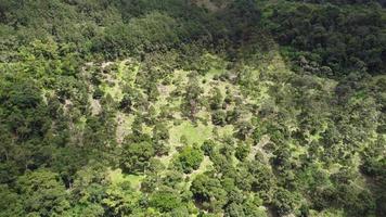 luchtfoto aflopend in de richting van de durian-boom video