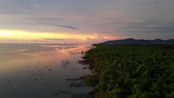 survol aérien de la forêt de palétuviers près de la côte de la mer video