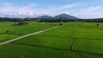 muévase sobre el campo de arroz verde cerca de la ruta rural video