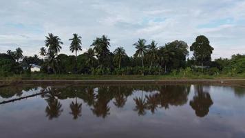 mover-se sobre reflexão coqueiro e plantação de bananeiras video
