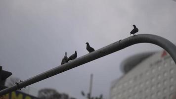 Pigeons bird stay at traffic light