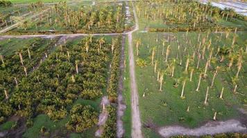 vista aérea palmeira de óleo morta no pantanal video