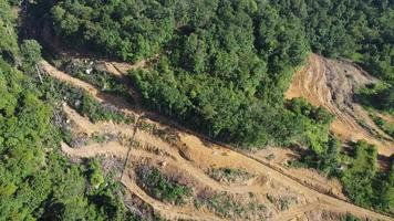 déforestation avec l'arbre abattu video