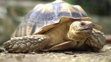 tortue sulcata cligne des yeux