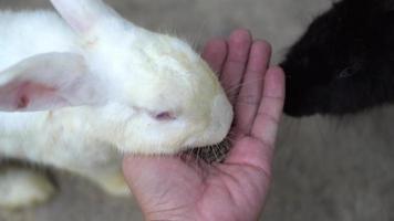 pov conejo come comida de la mano del hombre