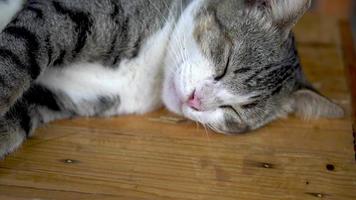 gato perezoso duerme y sube bostezando