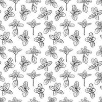 Basil Seamless Pattern. vector