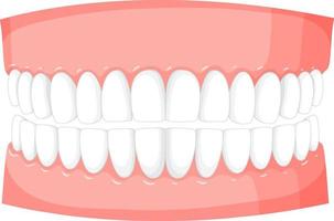 Human teeth model on white background vector