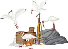 grupo de ibis blancos americanos vector