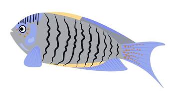 pez ángel gris azulado, ilustración vector