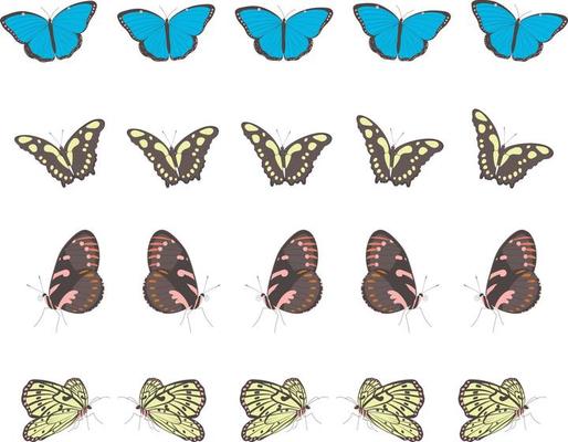 Different Tropical butterflies in rows