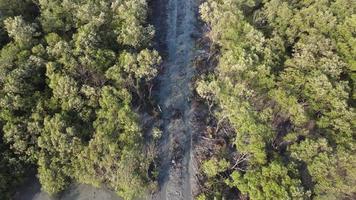 vue aérienne déforestation à la forêt de mangrove