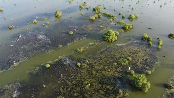 les oiseaux d'aigrette blanche vivent dans la zone de la mangrove video