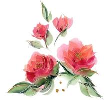 Pink Roses bouquet vector