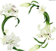 Tropical wreath with white lily and freesia, traced watercolor vector