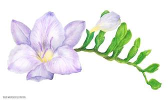 Fresh delicate purple freesia branch with buds, traved watercolor illustration vector