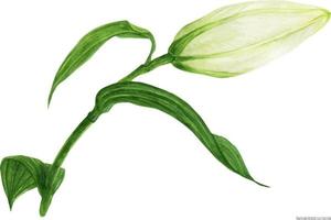 Bud of White Oriental Lily, traced botanical watercolor vector