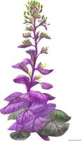 Violet wild cabbage Brassica, botanical traced watercolor vector